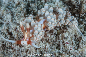 "Bowling Around" 
Bowling Pin Nudi at Macabuca, Grand Ca... by Chase Darnell 